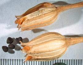   Fruits, seeds:   Agrostemma githago ; Photo by A. Margina, USDA APHIS PPQ, imageID.idtools.org
